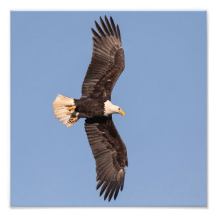 Foto Nicely Lit Bald Eagle
