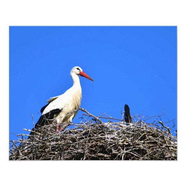 Foto Ninho de Stork (Frente)