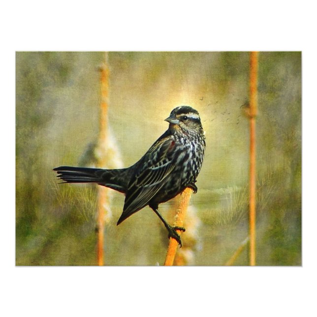 Foto No Impressão de Poster de Limelight (Frente)