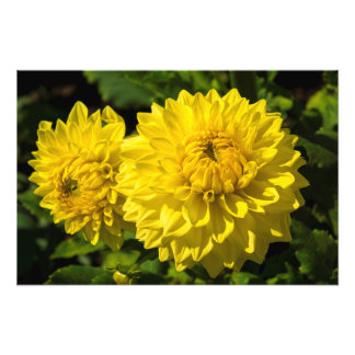 Foto No Jardim Dahlia 3