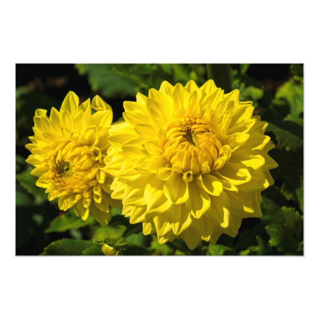 Foto No Jardim Dahlia 3 (Frente)