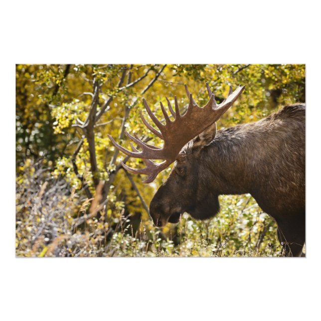 Foto Noble Bull Moose (Frente)