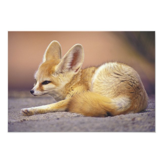 Foto Norte da África. Feneco Fennecus zerda) (Frente)
