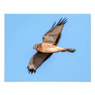Foto Norte Harrier em voo