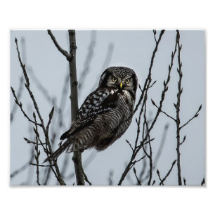 Foto Norte Hawk Owl no inverno