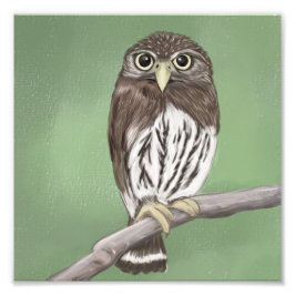 Foto Norte Pygmy Owl