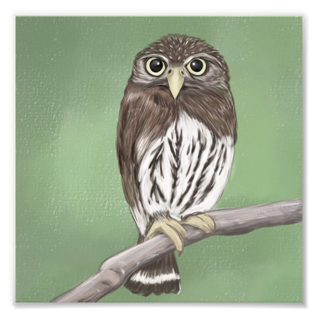 Foto Norte Pygmy Owl (Frente)