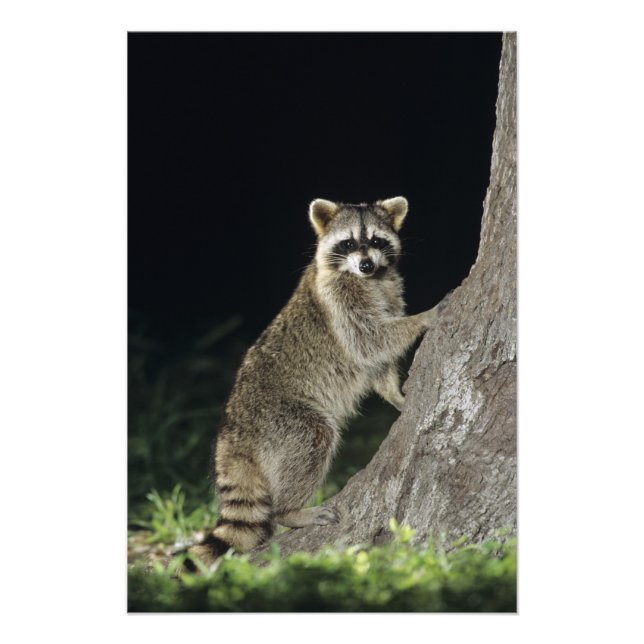 Foto Norte Raccoon, Perfurador de Procyon, adulto na ár (Frente)