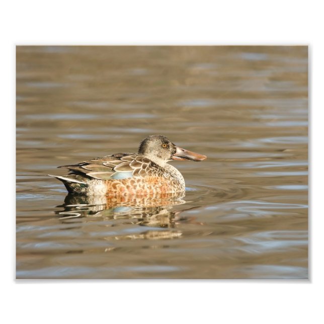 Foto Norte Shoveler Female na Baía (Frente)