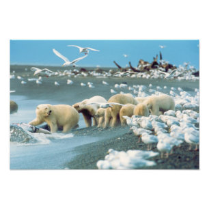 Foto North Slope, Alaska. Urso Polar