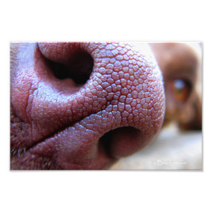 Foto Nose Canina