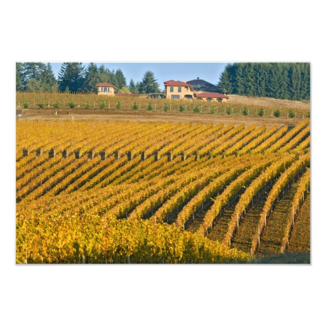 Foto Noz Negra, com aspecto Tuscano, acima da (Frente)