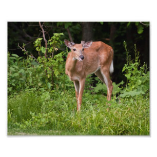 Foto O animal de um ano