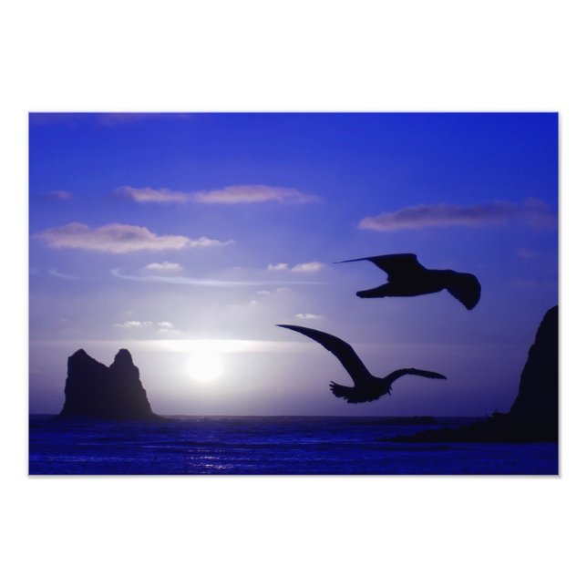 foto "o azul duplo do pássaro" (Frente)