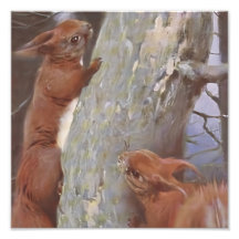 O ESQUILO (Sciurus vulgaris)