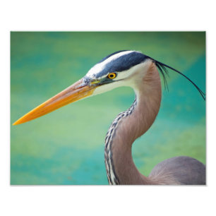 Foto O grande azul 11 x 14