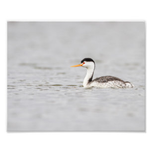 Foto O Grebe do Clark num lago calmo