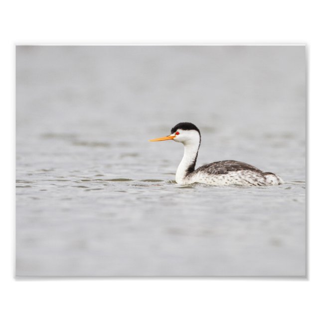 Foto O Grebe do Clark num lago calmo (Frente)