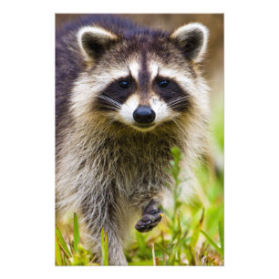 Foto O guaxinim, Procyon lotor