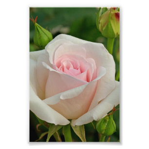 Foto O híbrido cor-de-rosa de Ophelia aumentou