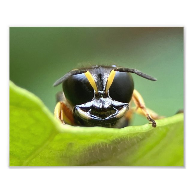 Foto O Inseto Feliz (Frente)