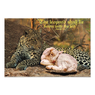 Foto O leopardo encontrar-se-á para baixo com o