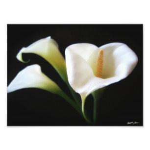 Foto O lírio de Calla elegante floresce o impressão 9
