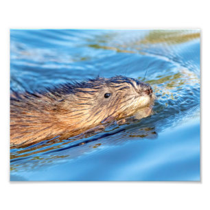 Foto o Muskrat 10x8 em Vassar cultiva a conserva