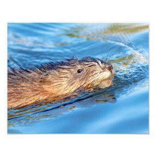 Foto o Muskrat 14x11 em Vassar cultiva a conserva