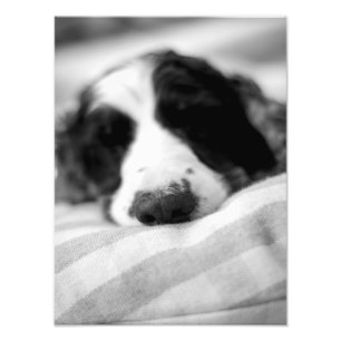Foto O nariz de cão