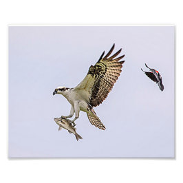 Foto O Osprey que está sendo perseguido por um vermelho