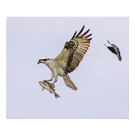 Foto O Osprey que está sendo perseguido por um vermelho