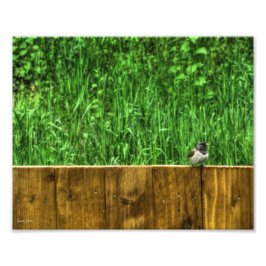 Foto O Pássaro Fluffy