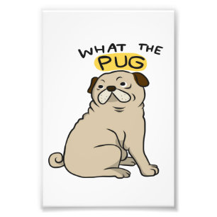 Foto O Que É Pug De Gordura Gota