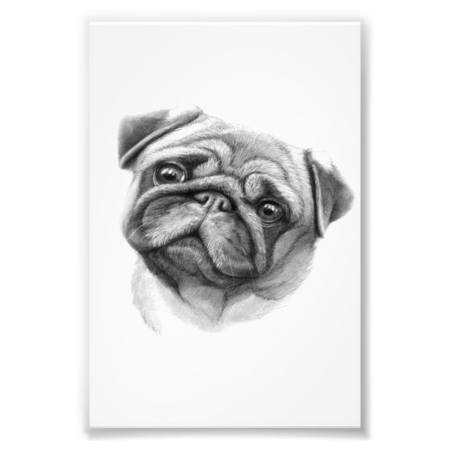 Foto O Retrato Pug | Rosto Cachorro (Frente)