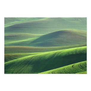 Foto O trigo brota nas colinas do Palouse