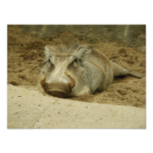 Foto O Warthog
