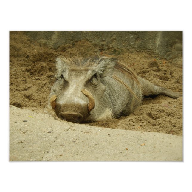 Foto O Warthog (Frente)