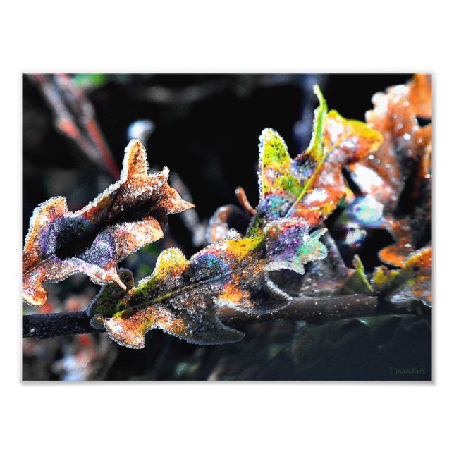 Foto Oak Fairy Glacé (Frente)