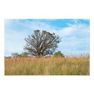 Foto Oak Tree e Tall Grass Prairie