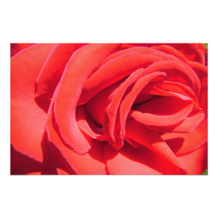 Foto obra de arte de rosa vermelha. amor, casado