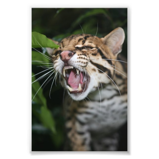 Foto - ocelot (Frente)