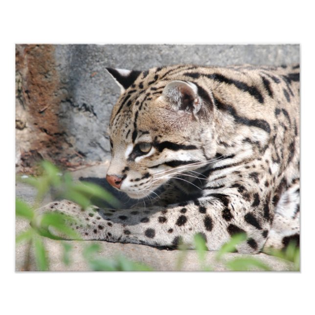 Foto Ocelot Closeup (Frente)