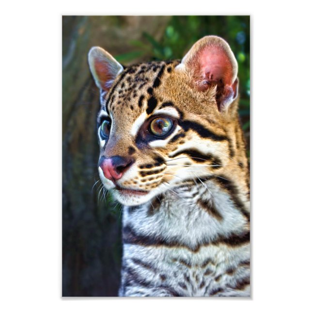 Foto Ocelot - Wild Mini Jaguar (Frente)
