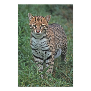 Foto OCELOTE (Leopardus pardalis) AMÉRICA CENTRAL