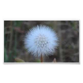 Foto Ochoco Black Canyon Flora Flor Botânica