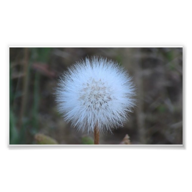 Foto Ochoco Black Canyon Flora Flor Botânica (Frente)