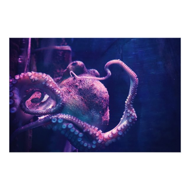 Foto Octopus (Frente)