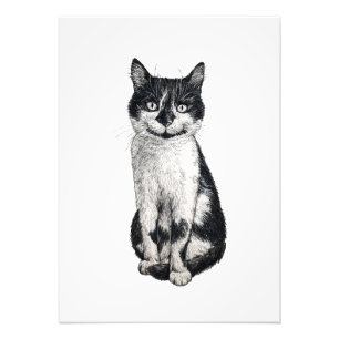 Foto Ogie, o gato