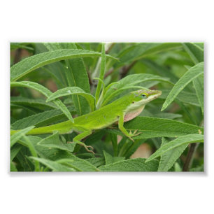 Foto Old World Lizard - Chameleon